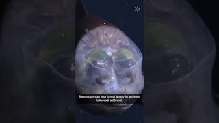 The Spooky  Barreleye Fish [upl. by Aissat665]