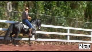 Caballo Costarricense de Paso CAPRICHO [upl. by Harbour68]