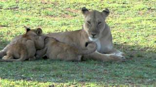 Serengeti Lion Pride 2010 [upl. by Nelda]