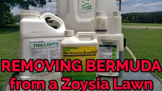 How to remove Bermudagrass from a Zoysia lawn [upl. by Ailel128]