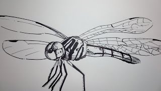 How To Draw A Dragonfly [upl. by Hessney66]