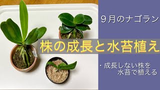 2024年9月12日 ９月のナゴラン 《外置き株の成長》 丸葉と長葉 板付け失敗株を水苔で植える🪴 板付け株の水不足💦 水苔＋スリット鉢 [upl. by Lisetta114]