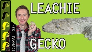 Leachianus Gecko Leachie The Best Pet Lizard [upl. by Fachini]