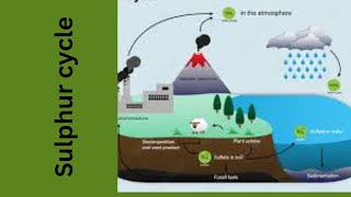 Sulphur cycle sulphate formation [upl. by Nimar]