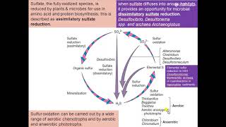 sulfur cycle [upl. by Kcirdneked]