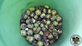 Foraging Shagbark Hickory Nuts  Plant and Nut ID [upl. by Arevle]