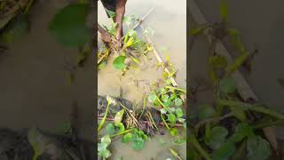 Unbelievable Catching in River Fishing Video shorts fishinglife [upl. by Gombach]