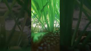 Kuhli LOACH making a appearance shorts fish shortsvideo rock [upl. by Lidda]