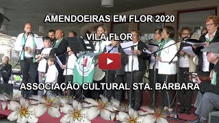 AMENDOEIRAS EM FLOR 2020 EM VILA FLOR [upl. by Ardnuhsal]