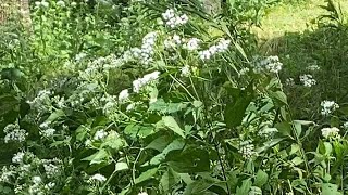 Tall boneset and goldenrod in late August [upl. by Nehpets723]