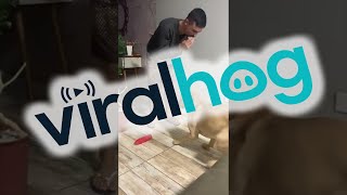 Dog Dances to the Harmonica  ViralHog [upl. by Aymik]