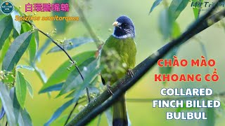 ✅Tiếng chim Chào mào khoang cổ hót sáng  Chào mào mỏ dày  Collared Finchbilled Bulbul call [upl. by Giraldo]