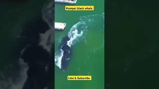 Humper black whale found close to shore humpbackwhale whale marinewildlife wildlife nature [upl. by Ursas]