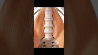 Trigger Point Therapy for Low Back Pain w Tim Sawyer PT  Using Theracane [upl. by Cousin92]