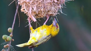 Bird building nest [upl. by Prima]