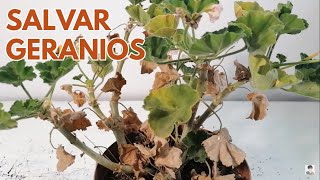 Salvar geranios pelargonium chuyito jardinero [upl. by Nylannej]