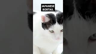 Japanese Bobtail Traits and Characteristics [upl. by Oilut]