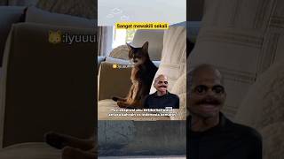 Ekspresi kucing saat liat wasit bahrain vs indonesia 😅‼️ cat memes funny kucing funnyanimal [upl. by Kenway]