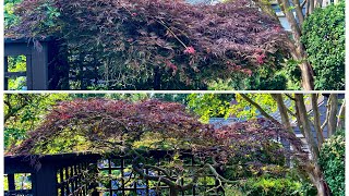 Acer palmatum dissectum Japanese laceleaf maple restoration pruning  was previously hedge trimmed [upl. by Steen]