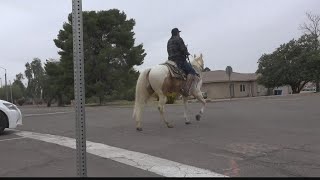 Valley horse hit and killed by car [upl. by Keele]