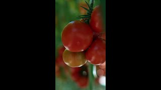 Cropwise Grower KisanCrop Information [upl. by Chelsae137]