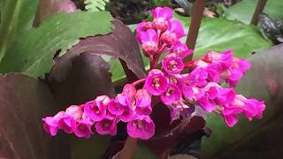 Bergenia Cordifolia in Blooms  April 19 [upl. by Wren77]