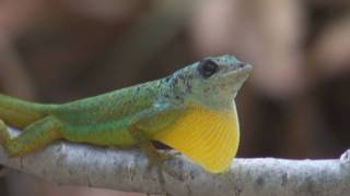 Barbados Anole Anolis Extremus [upl. by Nyledaj495]