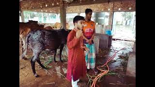 গরু মোটাতাজা করার সহজ উপায় ATO Z।। Whow to Cow fataning in Bangladesh Cumilla 2024। [upl. by Aletsirc]