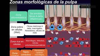 terapia pulpar [upl. by Amol388]