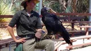 Wedge Tailed Eagle [upl. by Okram]