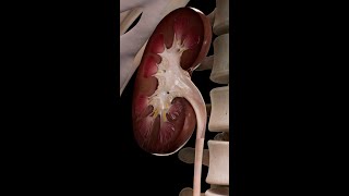 How the Urinary System Functions  Complete Anatomy [upl. by Llerdna]