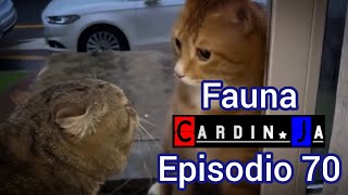 Fauna CardinJa Episodio 70 [upl. by Jakie]