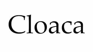 How to Pronounce Cloaca [upl. by Missak]