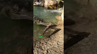 Gharial Survivor of Ancient Waters shorts [upl. by Zink342]