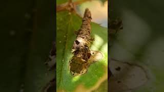 Bagworm moth moth bagworm entomology insect interestinginsect uniqueinsect shorts biology [upl. by Enitsirt]