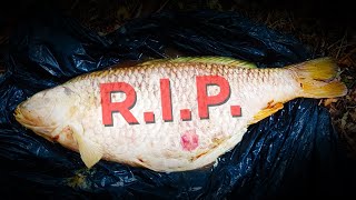 We tried our best to save them HUGE FISH in danger [upl. by Ahterod]