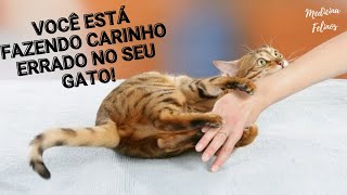 A maneira CORRETA de fazer CARINHO no seu GATO [upl. by Aseuqram866]