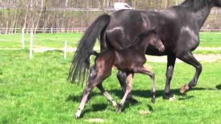 wwwreitschulesandbrinkde foal by SANTO DOMINGO  FIDERTANZ [upl. by Wing]