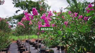 Resedá  Lagerstroemia indica [upl. by Leena]