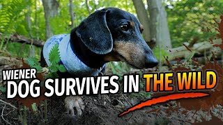 Wiener Dogs Wilderness Survival Show  with Oakley Dokily the Dachshund [upl. by Ellehcyt]