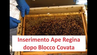 Inserimento Ape Regina nel Nido dopo Blocco Covata [upl. by Dawna]