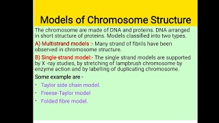 Chromosome structure model  Ris Taylor Freeze Taylors model  Du Praw folded fibre Model [upl. by Brodsky]