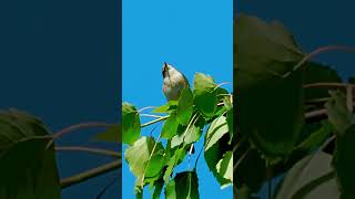 The willow warbler Phylloscopus trochilus birds birdsoftiktok birdswatcher birdsphotography [upl. by Amoeji680]