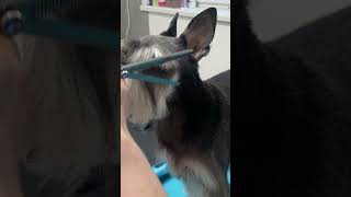 How to trim Schnauzer head [upl. by Yorgerg859]