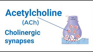 Cholinergic Synapse Mechanism [upl. by Zeiger]