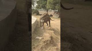 ROCKY  Kaali Big fmles bully kutta [upl. by Nyrtak995]