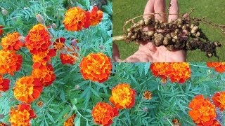 Treating Root knot nematode control using French marigolds amp mustard greens [upl. by Ylagam]