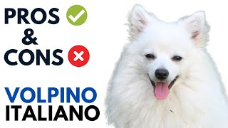 Volpino Italiano Pros and Cons  Volpino Italiano Dog Advantages and Disadvantages [upl. by Capriola]