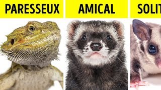 Quel Genre D’animal Correspond à ta Personnalité [upl. by Saqaw]