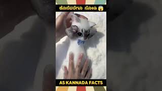 Toy Making Technique Fact Video  kannada facts karnataka amazing youtubeshorts trendingshorts [upl. by Devine]